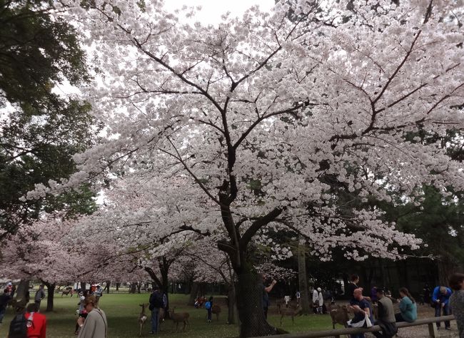 しかもこのセクハラは、若い女の子だけにやっている・・・・・おばさんは国籍を問わず無視かよ、おい・・・(((--;)<br />