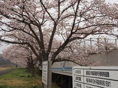 遊歩道の桜。