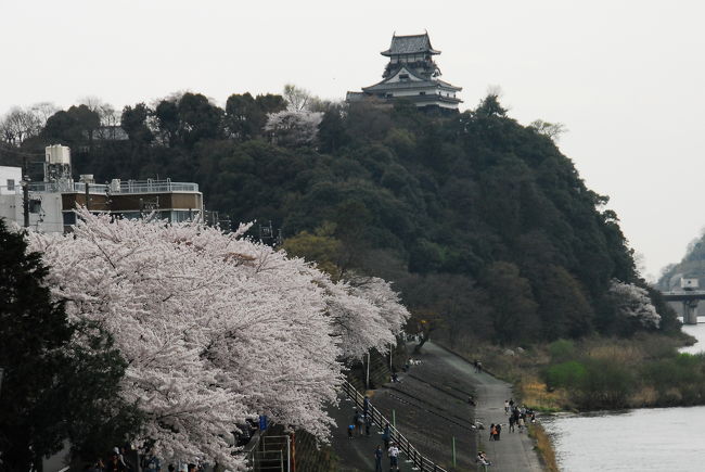 日本のソメイヨシノは遺伝子が同じなので咲くタイミングに統一性があるらしいですね。