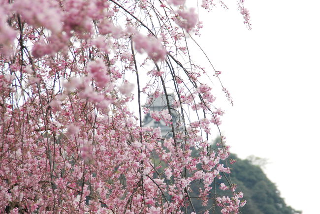 枝垂れ桜の間から覗く犬山城。<br />