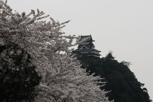 城と桜って何故こんなにマッチするのでしょうか。