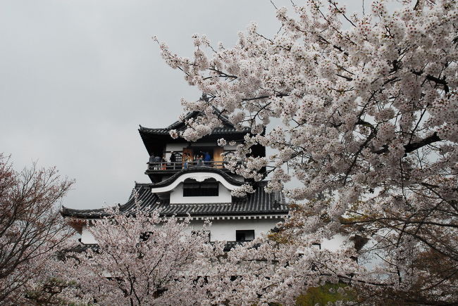 五条川に続き、こちらも満開です。<br />さて、天守閣に上りましょうと思ったら40分待ちではないですか。<br />残念ですが、近いのでまたの機会としましょう。