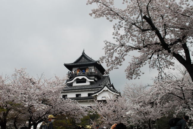諦めて撮影に専念しますか。<br />以降、犬山城と桜のコラボが続きます。