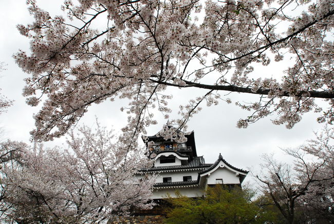 満開のソメイヨシノと現存する最古の天守閣、何とも言えない景観です。