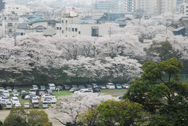 川沿いに咲く桜、遠くから眺めるのも良いかも。