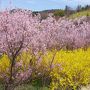 福島の陰陽　　 ‐ 陽 ‐  花見山と飯坂温泉