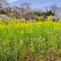 福島の陰陽　　 ‐ 陽 ‐  花見山と飯坂温泉