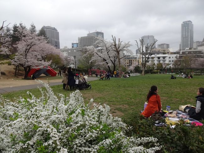 桜並木の道 水彩画 2023年額装済み(YRP公園) 桜並木の道 水彩画 2023年額装済み(YRP公園)