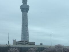 桜橋近くで隅田川から桜とスカイツリー