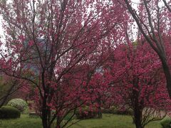 浜離宮恩賜公園内の桜