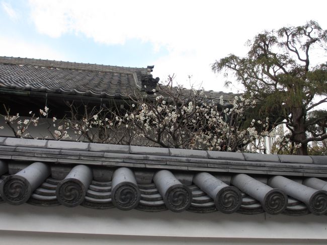 　瓦の上に梅が見えました。