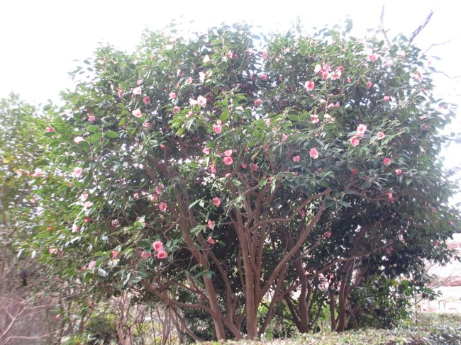 　椿が咲いています。