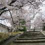 桜満開、小雨の姫路城を往く　後編
