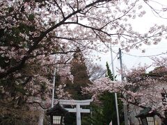 青葉神社には、正面から入るしかなさそうだけど・・・あら〜〜！？けっこう桜の木があるのね・・・。

そして・・・大鳥居、東日本大震災で倒壊してそのままになっていたのですが、やっと修復されて新しいものが建ったのですね〜。どうやら昨年の春に完成したらしいです。

今日はもう疲れちゃったし・・・天気が悪くなってきたし・・・満開までまだ大丈夫そうだから、青葉神社には、また数日後に来てみよう〜。