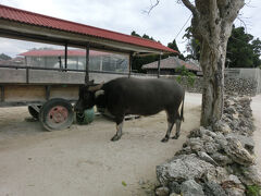 先ほどの牛車乗り場まで戻ってきました。
新田観光です。