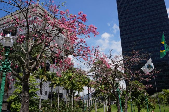 リオでもあのブエノスアイレスで見た「酔っ払いの木」がピンクの花をつけて咲いています。