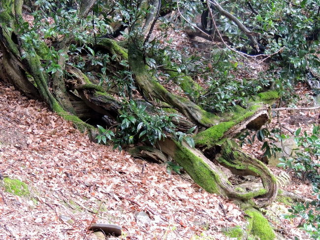 これも又変わった根本を発見