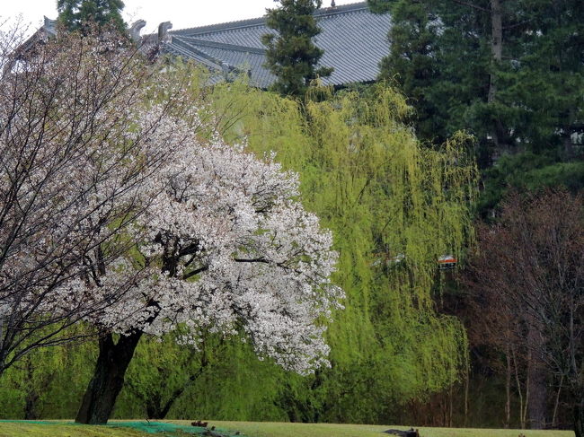 同じく。<br />ヤナギとのコロボ