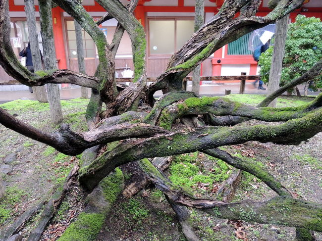 やはり歴史有る藤の木