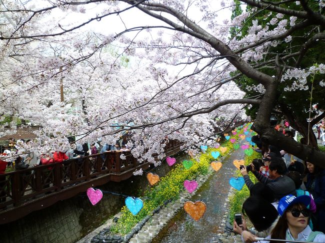 全長1.5?の川沿いに桜がトンネルのように植えられています。