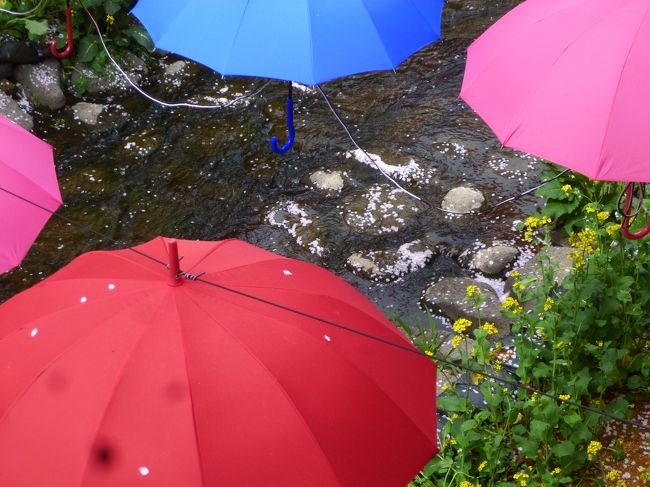 傘の間から花筏も見えます。