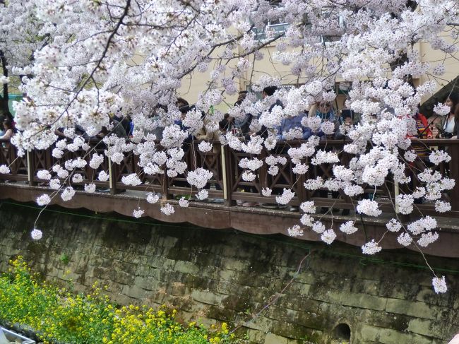 風が吹く度に花吹雪が舞い散り、歓声が上がります。
