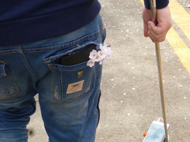 セルカ棒(自撮棒)を持ったオッパのポケットにもサクラが。