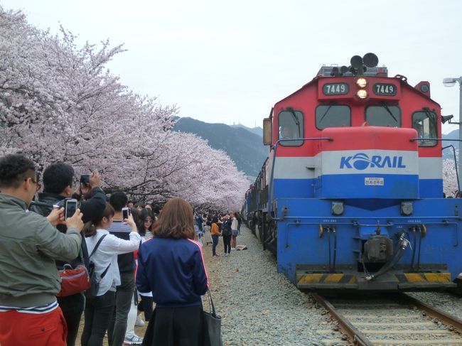最初はムグンファ号に乗るのも良いなって思ったのですが(廃駅ですから停車しません)、そしたら線路は歩けないし桜もじっくりみれないからと今日のようなコースにしました。
