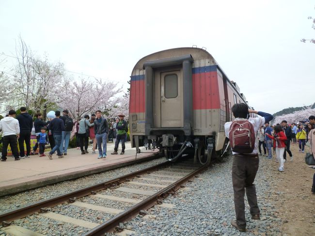 後姿を見送って、さあ今度はサクラです。