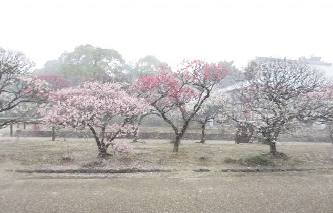 　梅も雪でかすんで見えます。