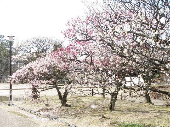 　梅が咲いています。