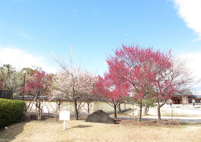 　梅が咲いています<br />さっきの雪がウソのよう。<br />青空です。