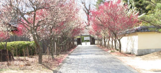　この梅の道を歩くと近鉄西ノ京駅があります。<br />その前に駐車場があり、集合はそちらです。