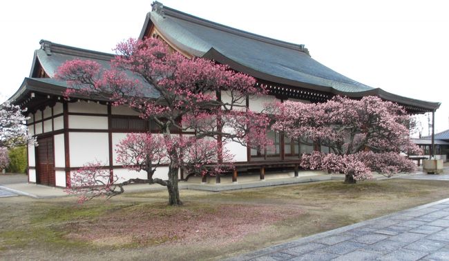 　慈恩殿にきれいな梅が咲いていました。