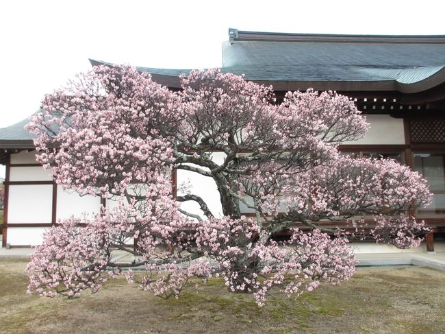 　ちょっと見に行って見ました。