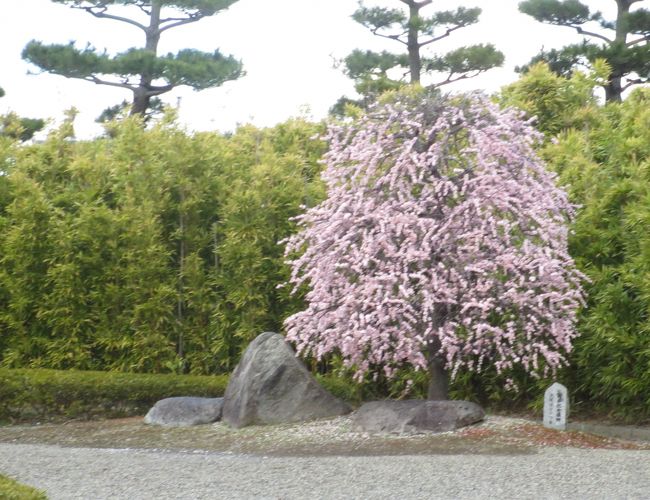 　こちらにも梅が。