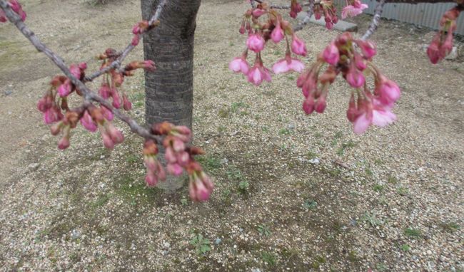 　駐車場にも小さいけど梅の木がありました。<br />ちょっとアップ。<br /><br />　さて唐招提寺に向かいましょう。