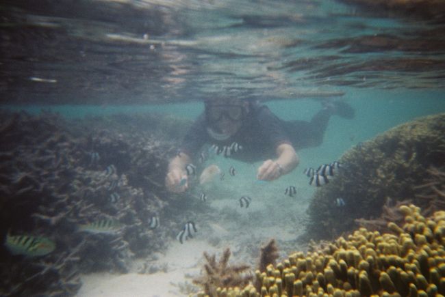 餌を持ってる風に手を出すだけで魚が寄ってくるｗ<br />このようにサンゴがいっぱい<br />遠浅でした