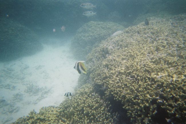 とげとげのサンゴがいっぱい<br />傷つけないように・・・<br />