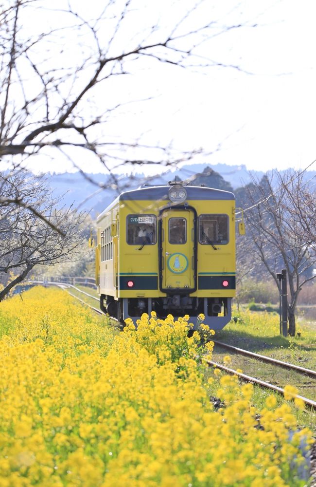 憧れの いすみ鉄道と菜の花 写真に挑戦 いすみ 大多喜 千葉県 の旅行記 ブログ By クッシーさん フォートラベル