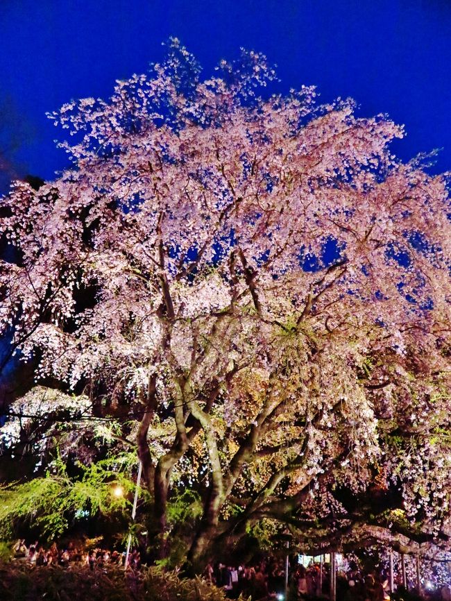 六義園d 夜桜：しだれ桜と大名庭園のライトアップ ☆妖艶な巨木