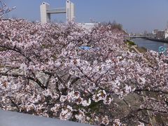 ２０１５年３月３０日　１０：１７
白鳥公園の桜はどうか下見に出かけ