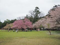 むしろそれ以外の桜の方がなかなか
見る機会ないのでこの旅ではそんな
桜たちに会いに行く。