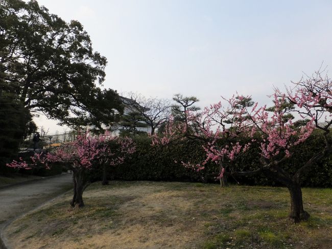 梅の花が咲いています