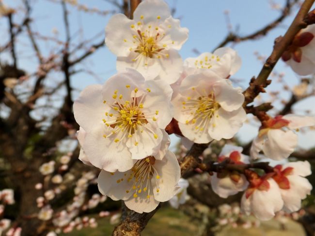 紅梅、アップで