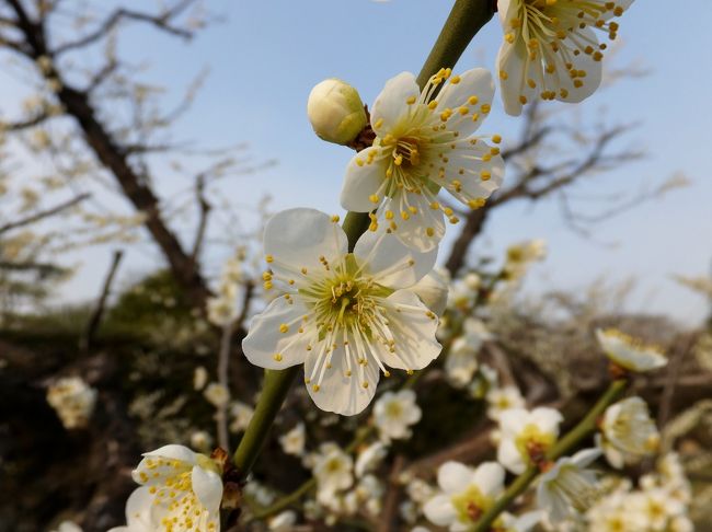 白梅もアップで