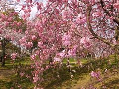 １５：２１
白鳥公園の桜を眺めながら、