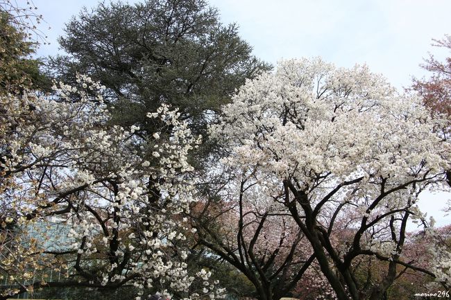 新宿御苑の桜は今がベストシーズンです 新宿 東京 の旅行記 ブログ By Morino296さん フォートラベル