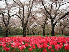 続いて京都府立植物園へ。ﾁｭｰﾘｯﾌﾟと
桜のコラボが素晴らしいと聞いて来た
のですがちょっと遅かったぁ〜