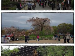 高台寺前のねねの道を通り、終わって
たけど円山公園の枝垂桜も観れた。
知恩院の風格ある三門を横切りって
ただただ緩やかに下って行く。

ベタだけど京都来た〜って実感できる
まさに王道。30分ほど歩いていけば